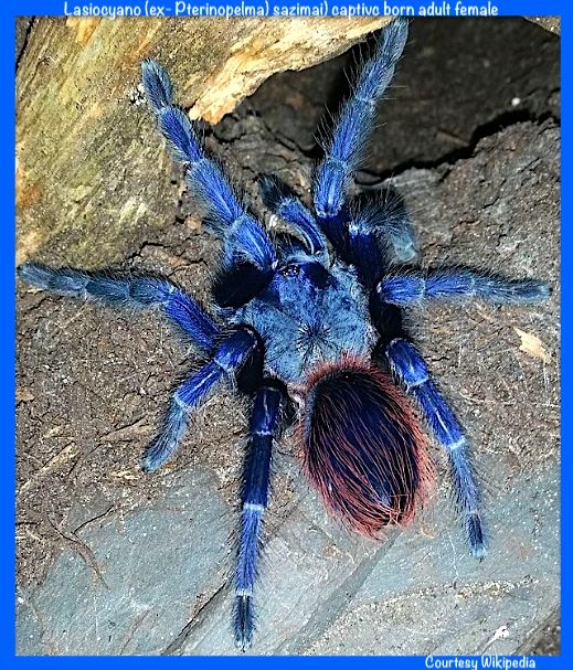 Lasiocyano (ex-Pterinopelma) sazimai 